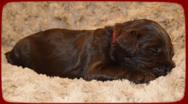 AH pups 2 wks old 14