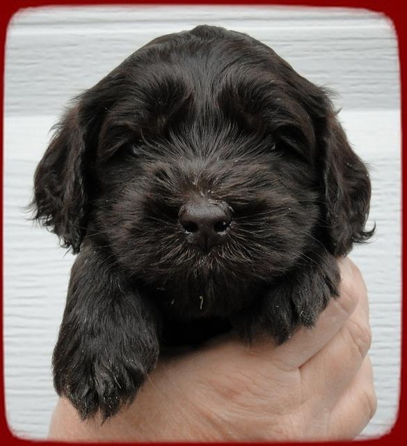 AH pups 4 wks old 23