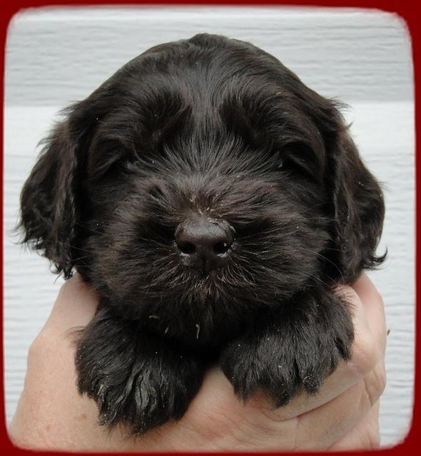 AH pups 4 wks old 24