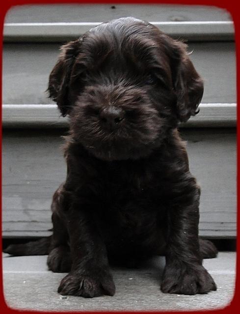 AH pups 4 wks old 25