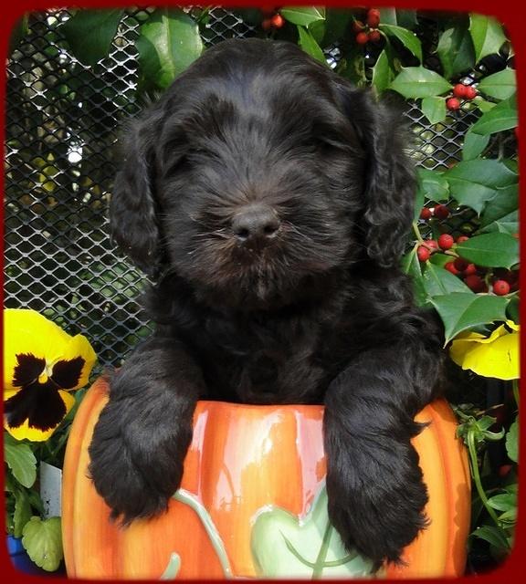 AH pups 6 wks old 24