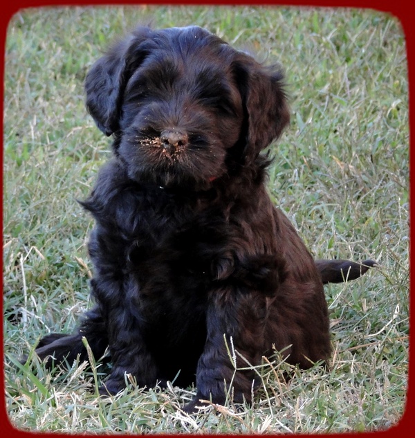 AH pups 6 wks old 55 (2)