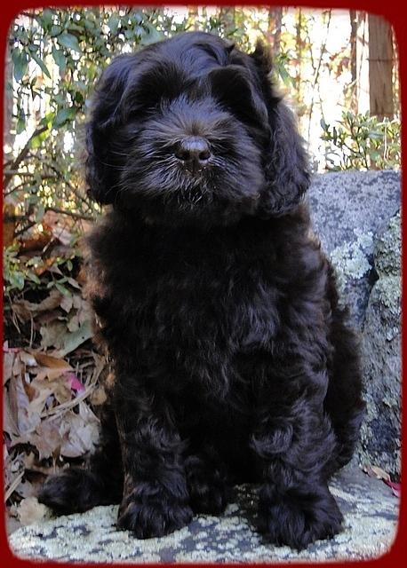 AH pups 8 wks old 6