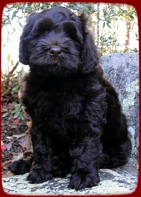 AH pups 8 wks old 7