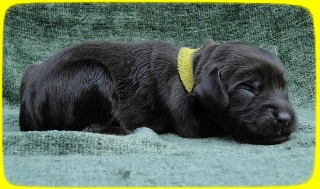 AH pups 1 wk old 37
