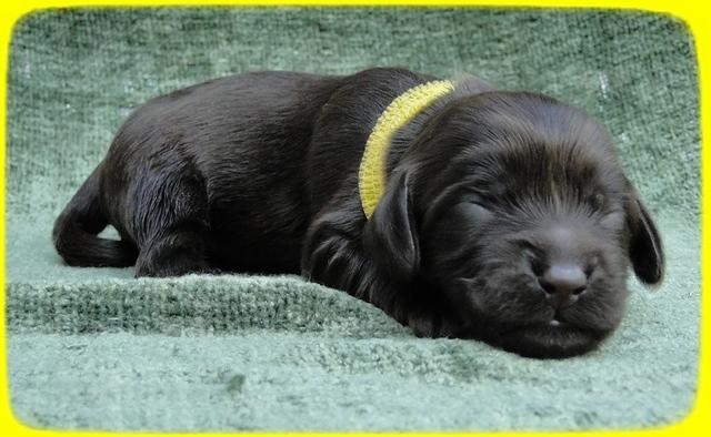 AH pups 1 wk old 38