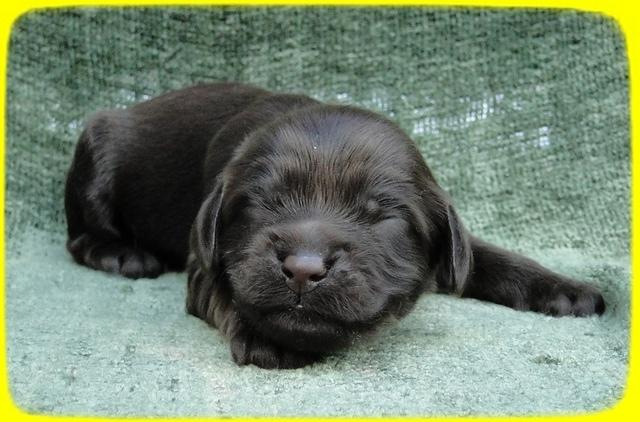 AH pups 1 wk old 39