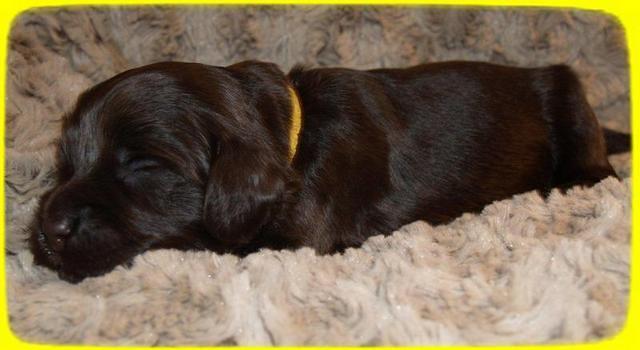 AH pups 2 wks old 23