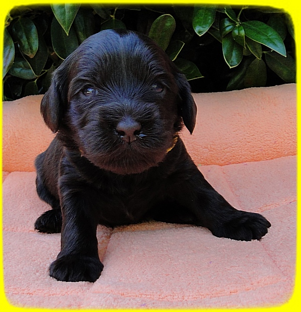 AH pups 3 wks old 20