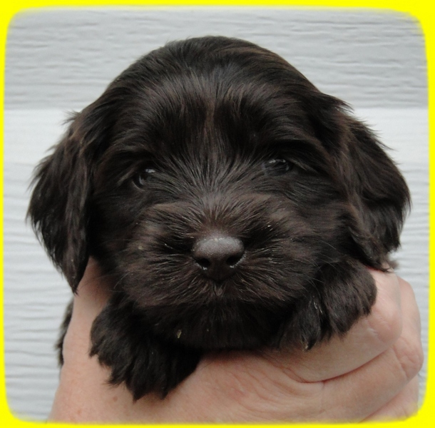 AH pups 4 wks old 35