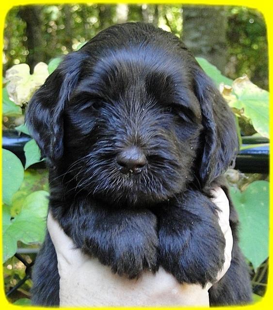 AH pups 5 wks old 36