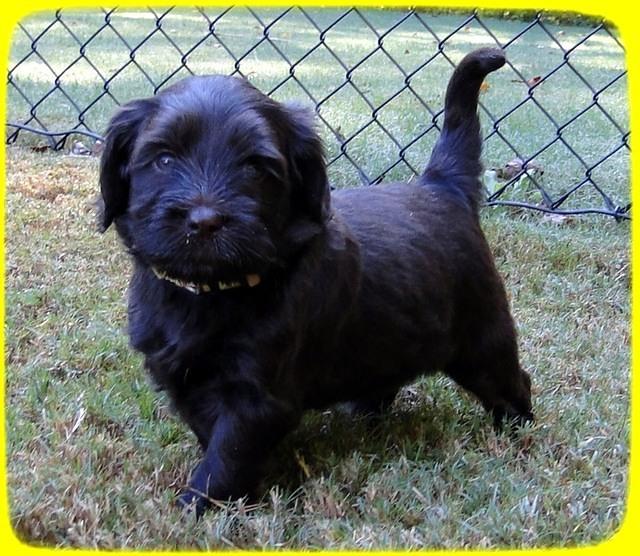 AH pups 5 wks old 39