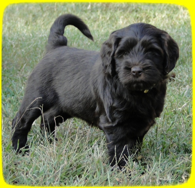 AH pups 6 wks old 1