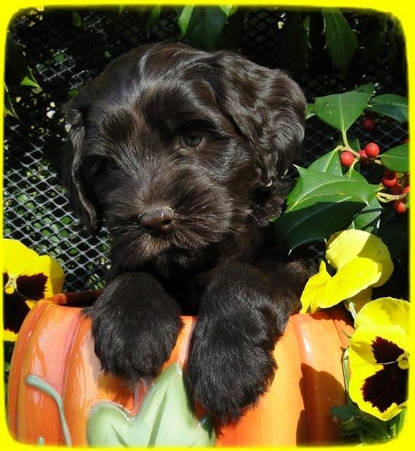 AH pups 6 wks old 21