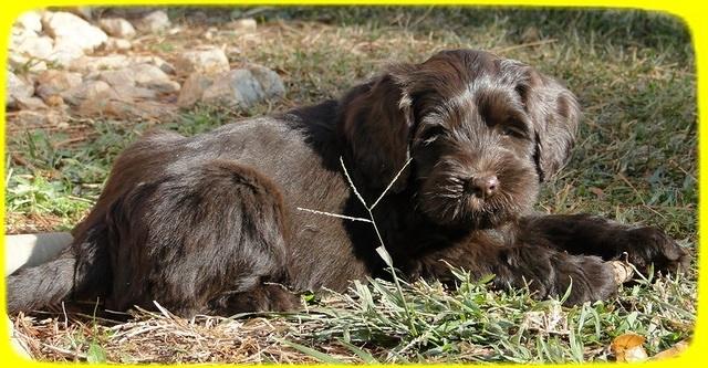 AH pups 7 wks old 10