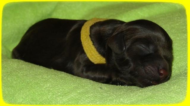 AH pups newborn 21