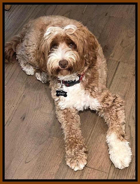 Ashby look Aug 2018