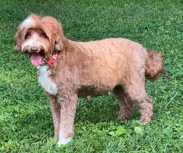 Ashby preg with Bently pups day 75 1