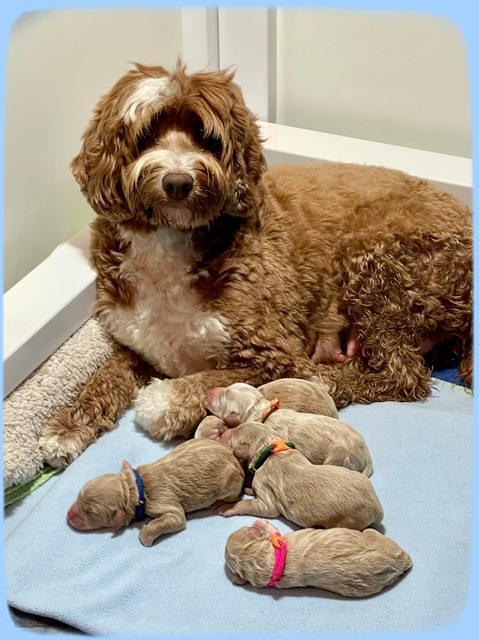 Ashby Bently Newborn 121