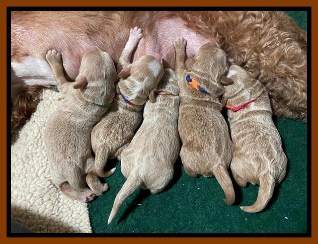 Ashby Bently pups 1 wk old 2122