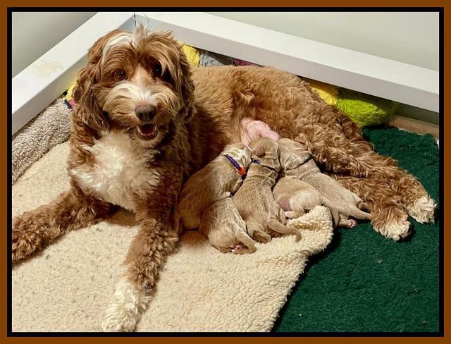 Ashby Bently pups 1 wk old 3122