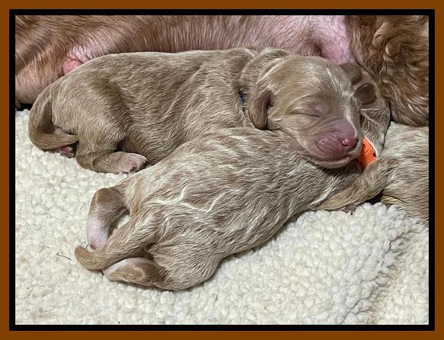 Ashby Bently pups 1 wk old 4122