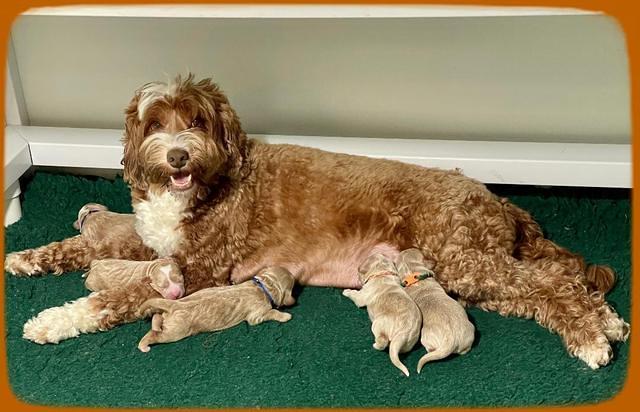 Ashby Bently pups 1 wk old 6122