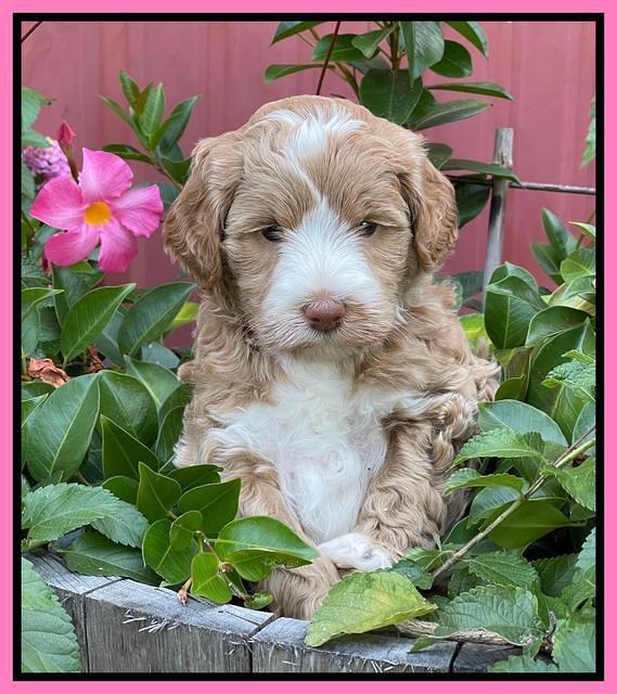 Ashby Bentley pups 5 wks old 11