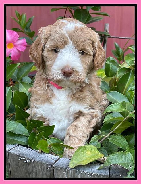 Ashby Bentley pups 5 wks old 21