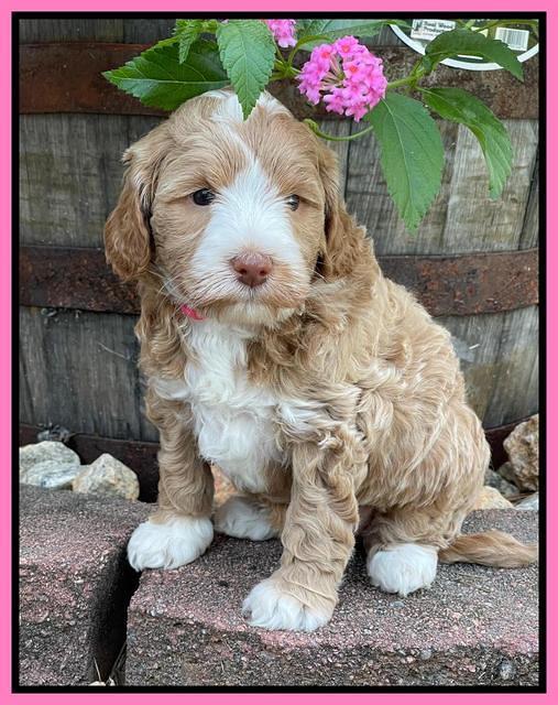 Ashby Bentley pups 5 wks old 31