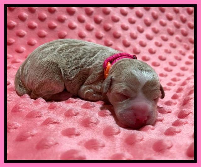 Ashby Bently Newborn 11