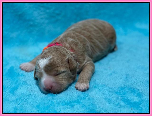 Ashby Bently pups 1 wk old 21