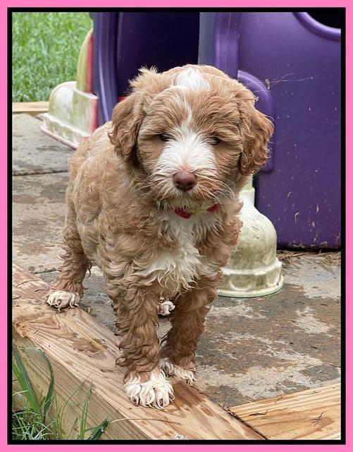 Ashby Bently pups 6 wks old 11