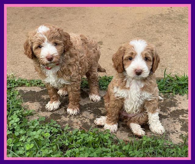 Ashby Bently pups 6 wks old 181