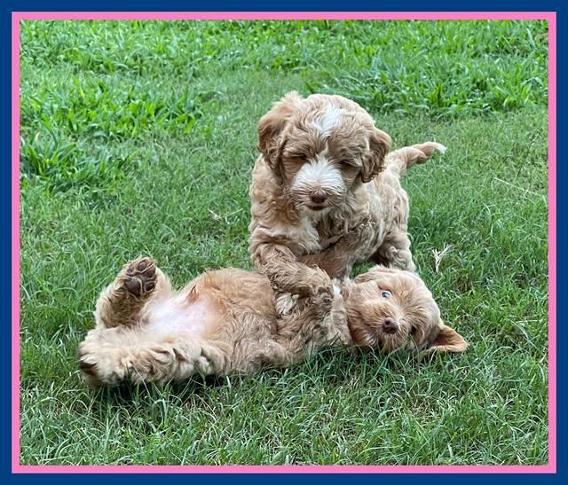 Ashby Bently pups 6 wks old 231