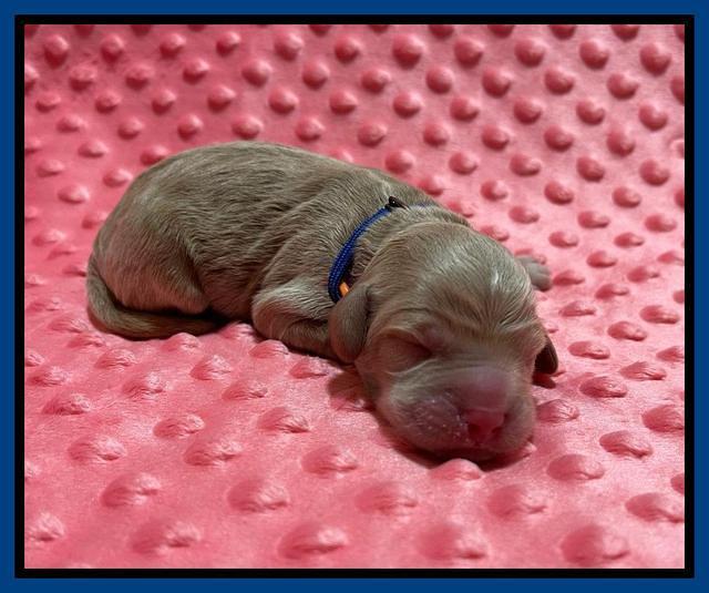 Ashby Bently Newborn 31