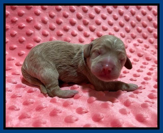 Ashby Bently Newborn 41