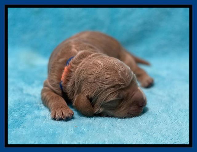 Ashby Bently pups 1 wk old 31