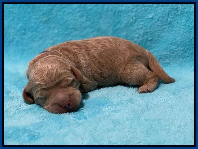 Ashby Bently pups 1 wk old 51