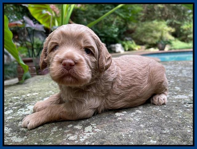 Ashby Bently pups 3 wks old 41