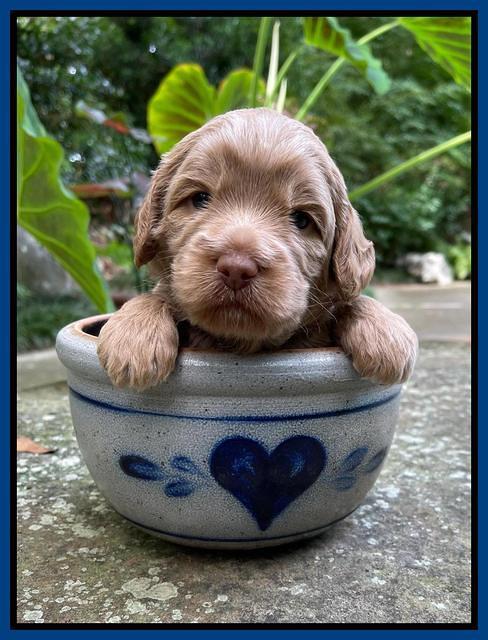 Ashby Bently pups 3 wks old 61