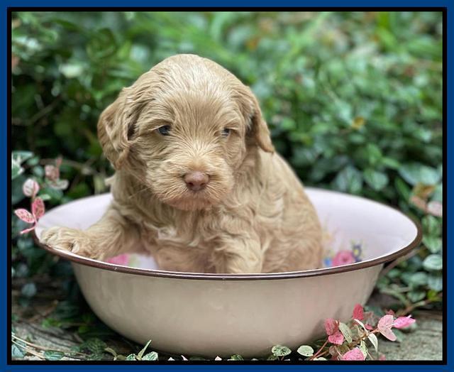 Ashby Bently pups 4 wks old 51