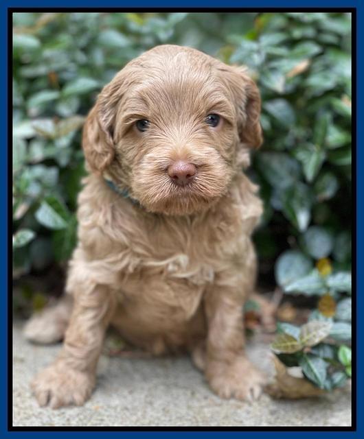 Ashby Bently pups 4 wks old 61