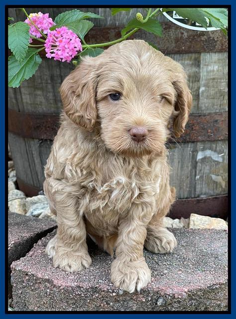 Ashby Bently pups 5 wks old 61