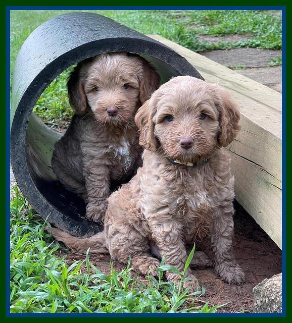 Ashby Bently pups 6 wks old 191