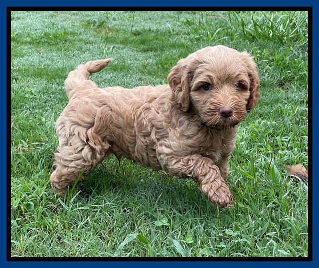 Ashby Bently pups 6 wks old 51