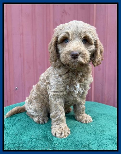 Ashby Bently pups 7 wks old 111