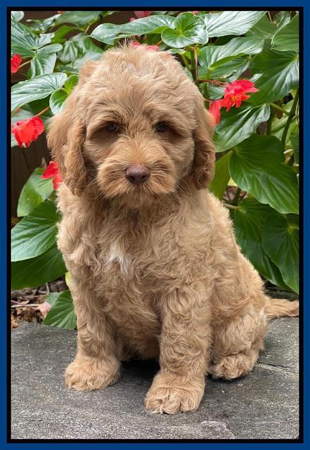 Ashby Bently pups 8 wks old 10100