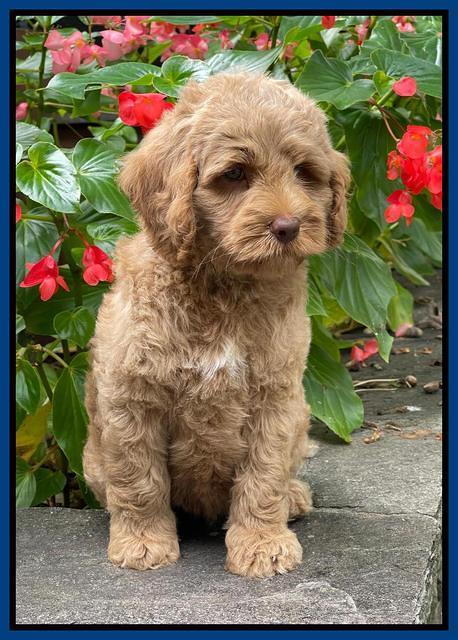 Ashby Bently pups 8 wks old 11100