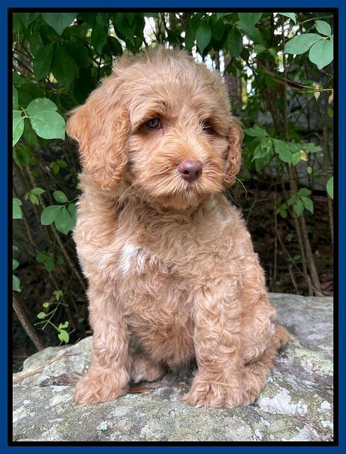 Ashby Bently pups 8 wks old 8100